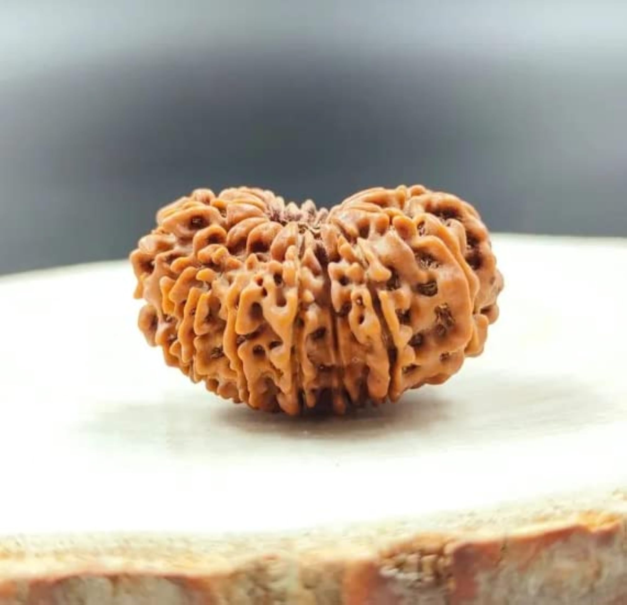 18 Mukhi Rudraksha Original Certified 18 Face Bead, Spiritual Healing